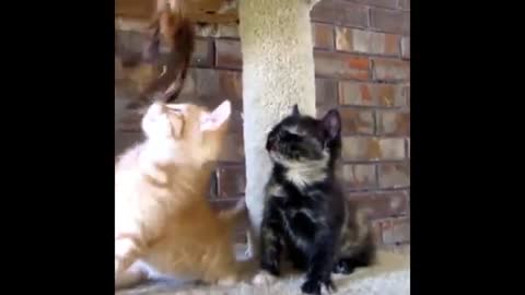 Funny cat videos compilation