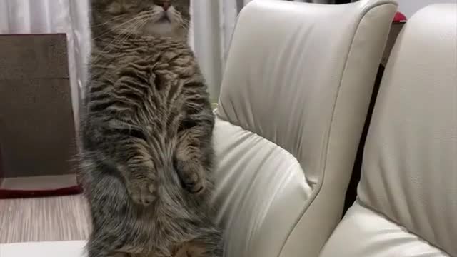 A cat standing upright