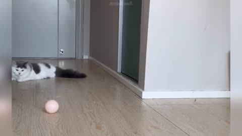 Funny cat video for kids|| funny cat video moment