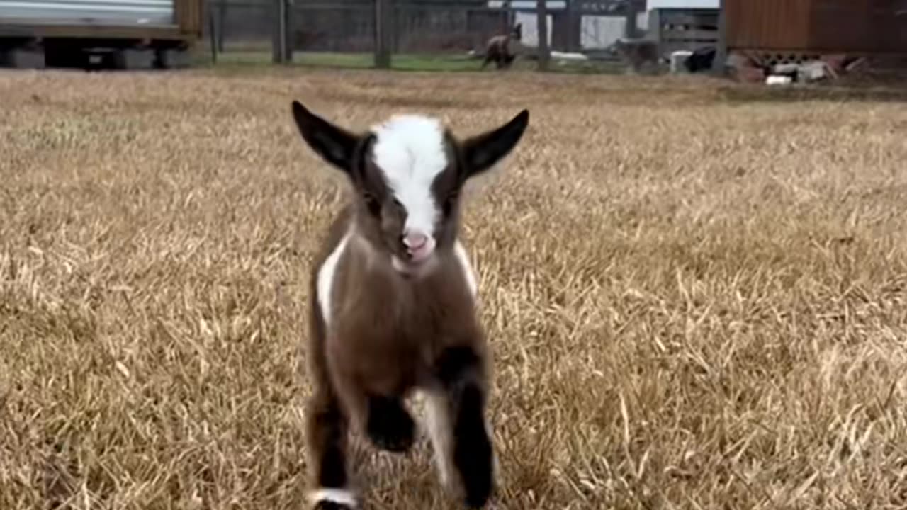 Cute Goat #goat #goatoftiktok #farmlife