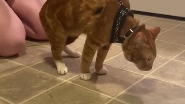 My daughter bought a harness for her cat so she can take him for walks.