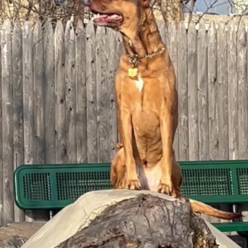 Gracie Under The Turnpike