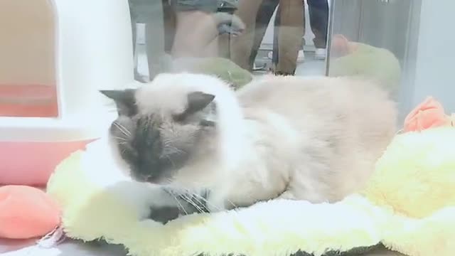 This cat cafe has a lot of cute cats