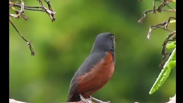 brazilian bird singing Curió