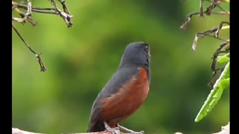 brazilian bird singing Curió