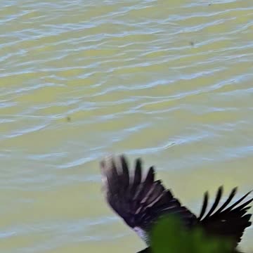 Raven in slow motion / a beautiful black raven flies over a river.