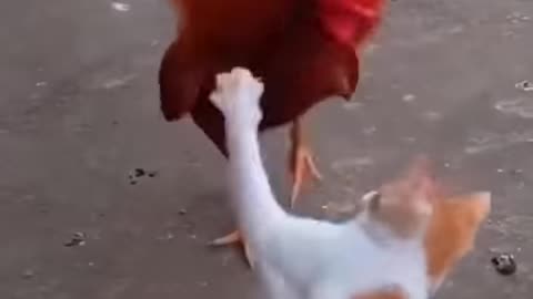 Most popular chicken funny video