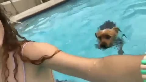 Swimming with dogs
