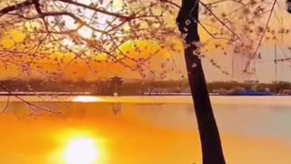 Relaxing Music 24/7, Sleep Music, Stress Relief Music, Spa, Meditation, Yoga, Zen, Sleeping Music🔴
