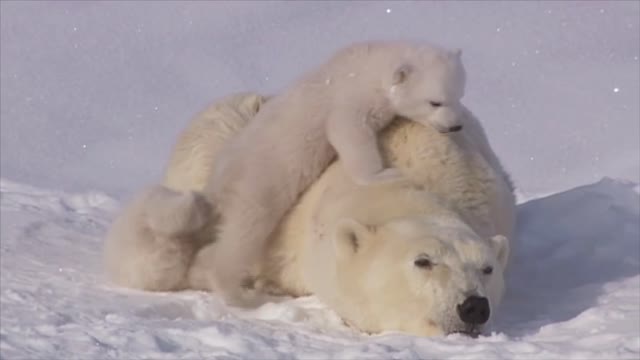 POLAR BEAR LOVE: Cute polar bear cubs lovin' up their mamma