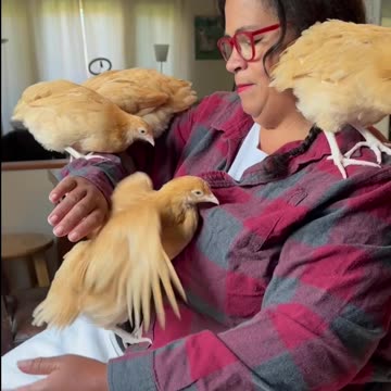 The chicken babies are 6weeks!