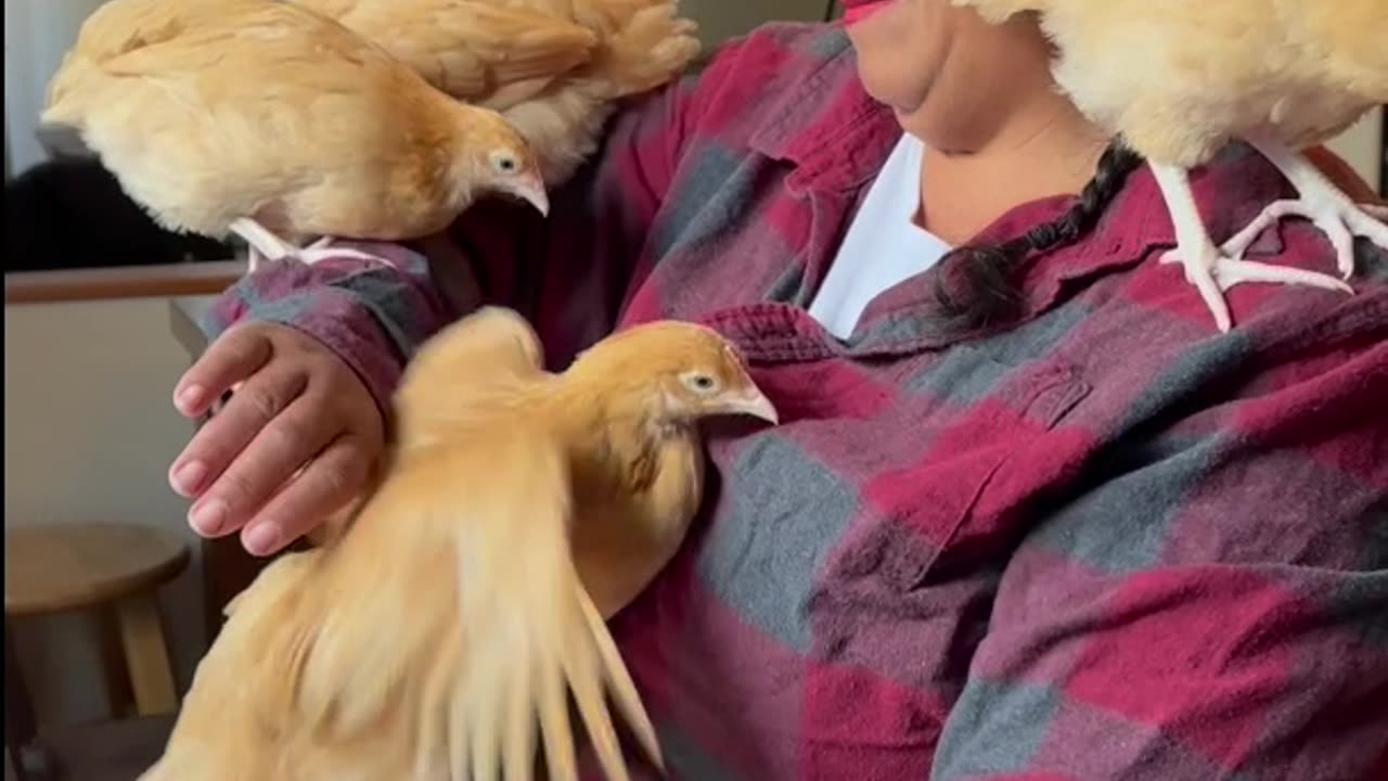 The chicken babies are 6weeks!