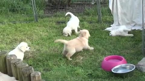 Dogs kids video funny