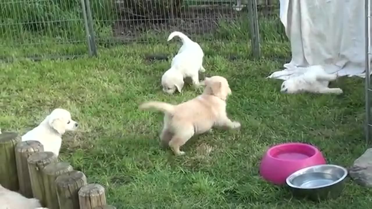 Dogs kids video funny