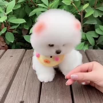 Cutes puppy