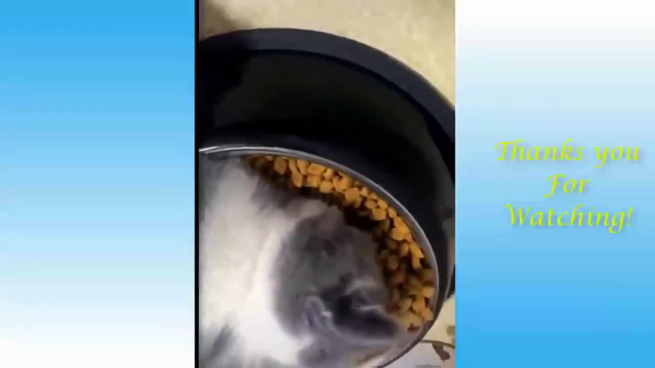 Cat Sleeps on Food