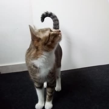 The Cutest Little Tabby Cat