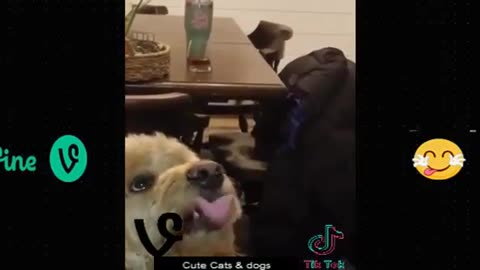 Best Funny Animal Videos Of The 2023 🤣 - Funniest Cats And Dogs Videos 😺😍😂🐶 Funny cat & dog videos 😍