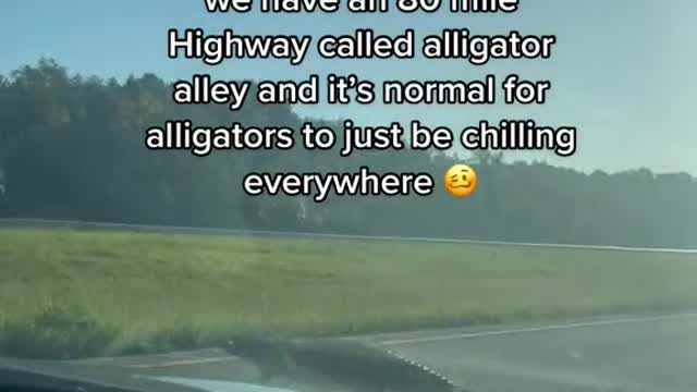 Did y'all know in South FL we have an 80 mile Highway called alligator