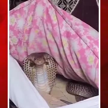 పిల్లో కవర్లో నాగుపాము #snake inside the #pillowcover #viralvideo | FBTV NEWS