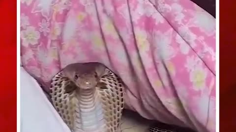 పిల్లో కవర్లో నాగుపాము #snake inside the #pillowcover #viralvideo | FBTV NEWS