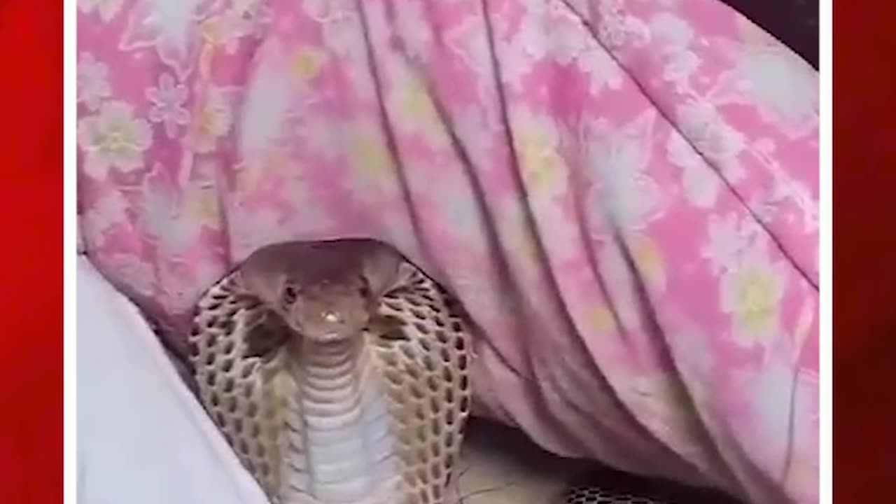 పిల్లో కవర్లో నాగుపాము #snake inside the #pillowcover #viralvideo | FBTV NEWS