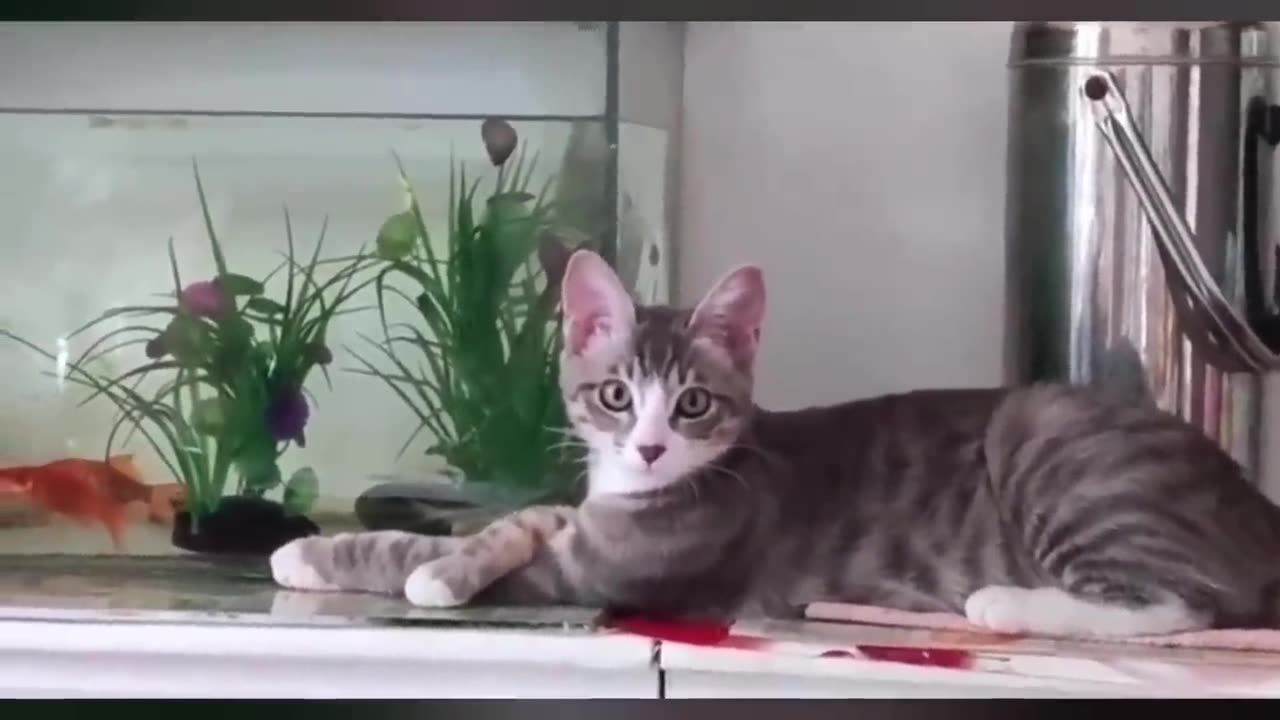 Silliest Creatures on Earth 😂 - Funny Cats Videos 2023