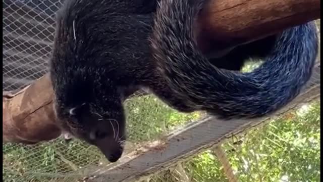 Oh, my God. What kind of animal is this? Its tail is very long and strong