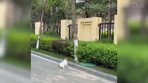 Funny Animal Videos 2022 😂