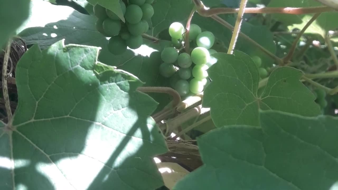 Wine grapes