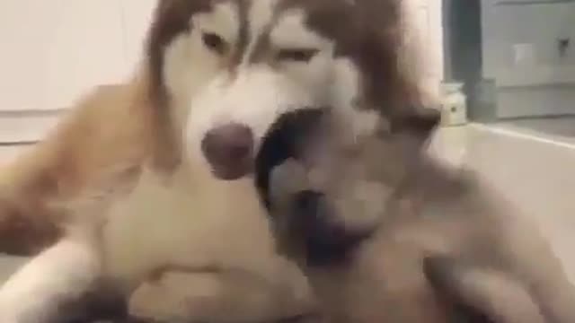 funny & cute animals