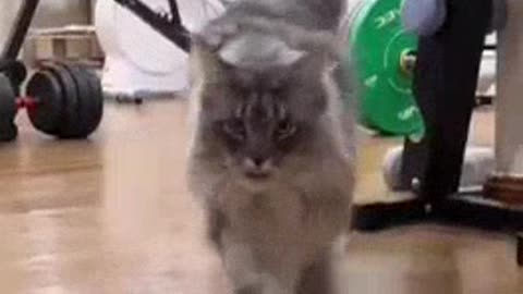 FUNNY ADORABLE CAT SHORT VIDEO, FUNNY ANIMALS, FUNNY VIDEOS