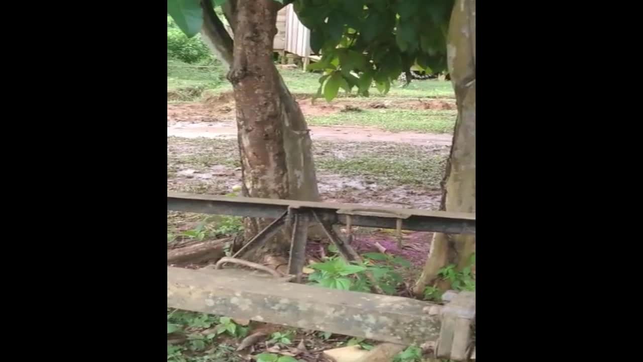 onça captura cachorro no pantanal