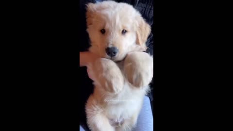 Golden Puppy Cute