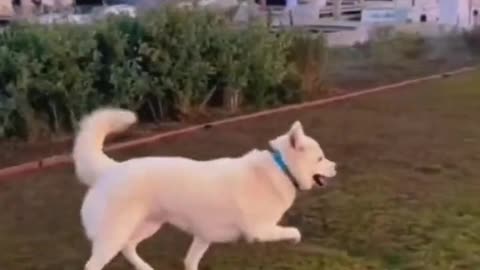 Funniest Animals 2023 😂 Funny Cats and Dogs 🐱🐶 | Funny Animal Videos🐕 pets lover-Animal lover # 27