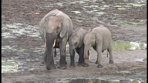 Elephant mothe re unites with it's cute baby