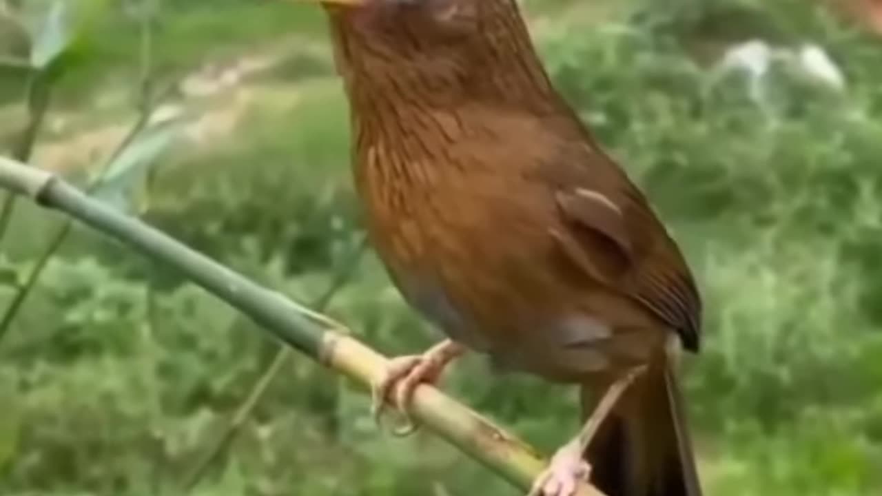 amazing_birds_video