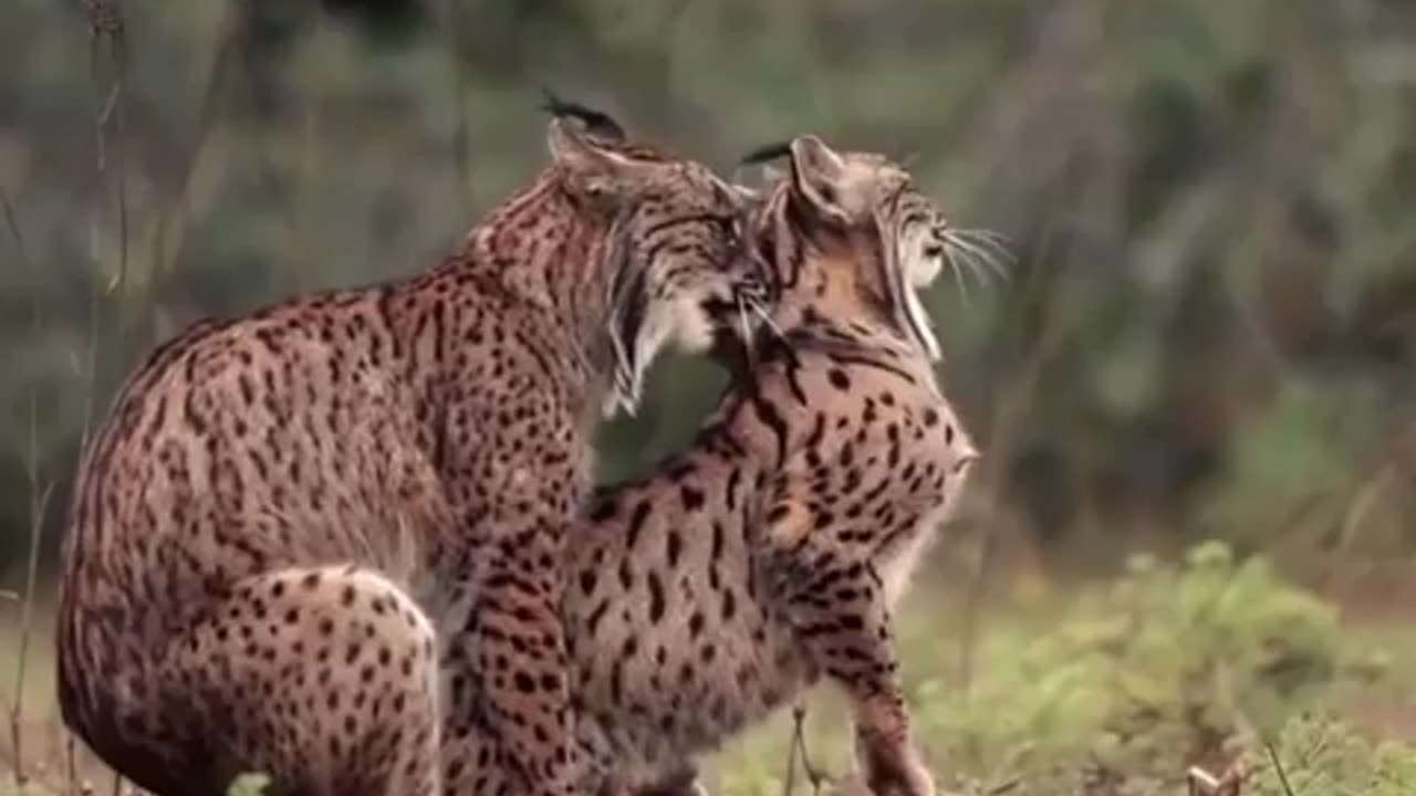 Animals funny videi