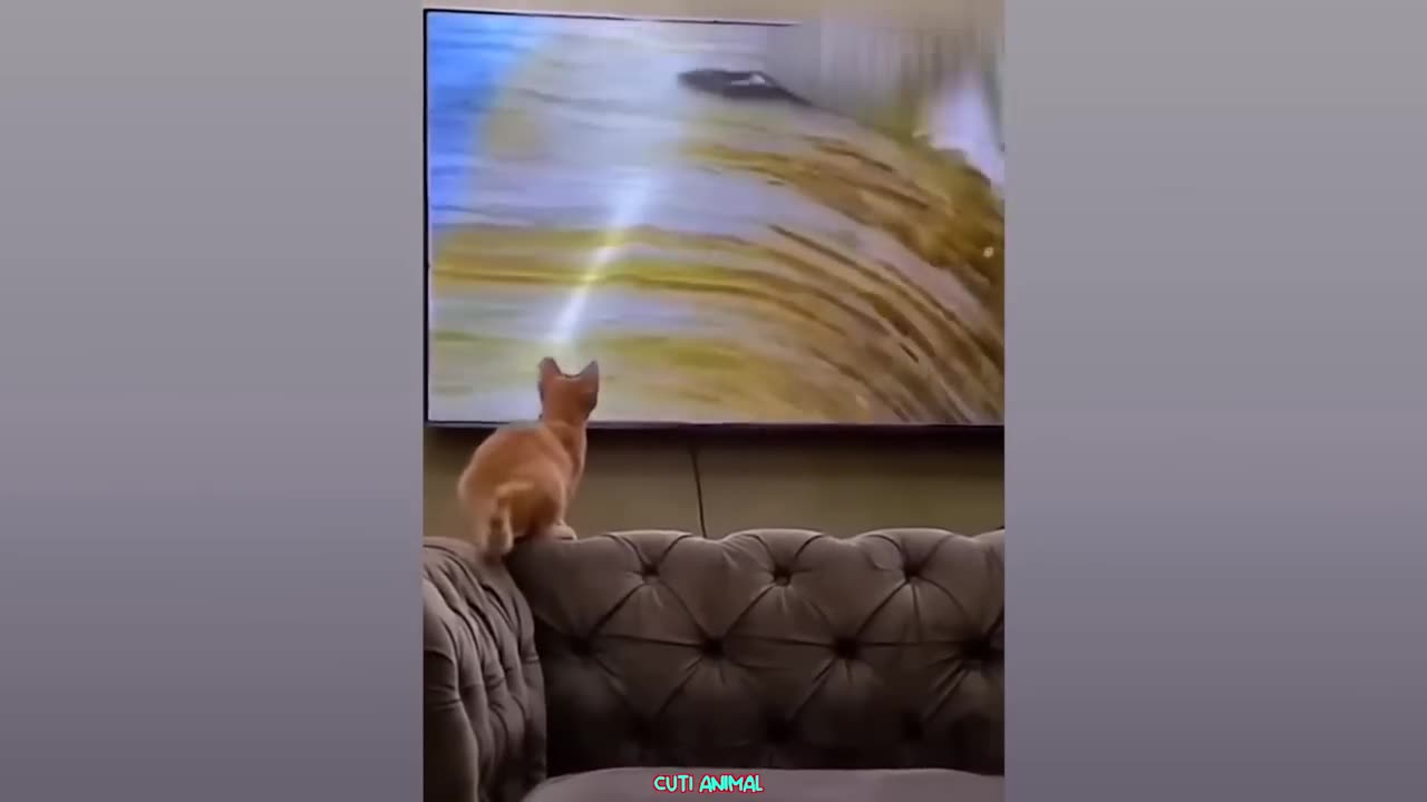 Funny dog and cat
