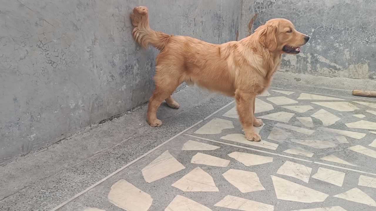 Dog 🐕 fanny video