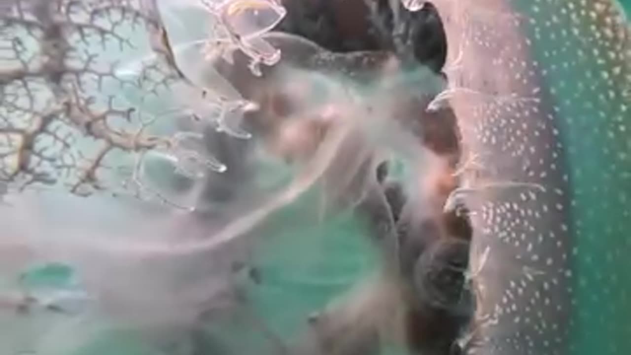 the jellyfish looks like a science fiction scene up close