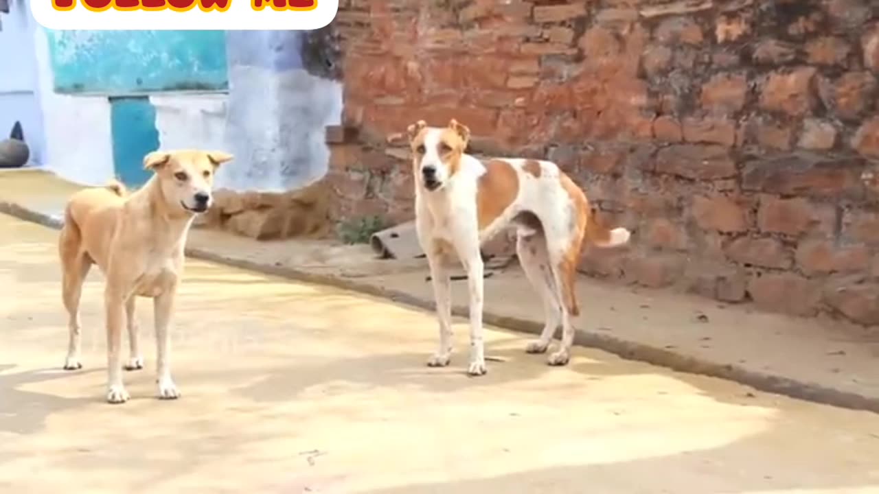 Dog funny video