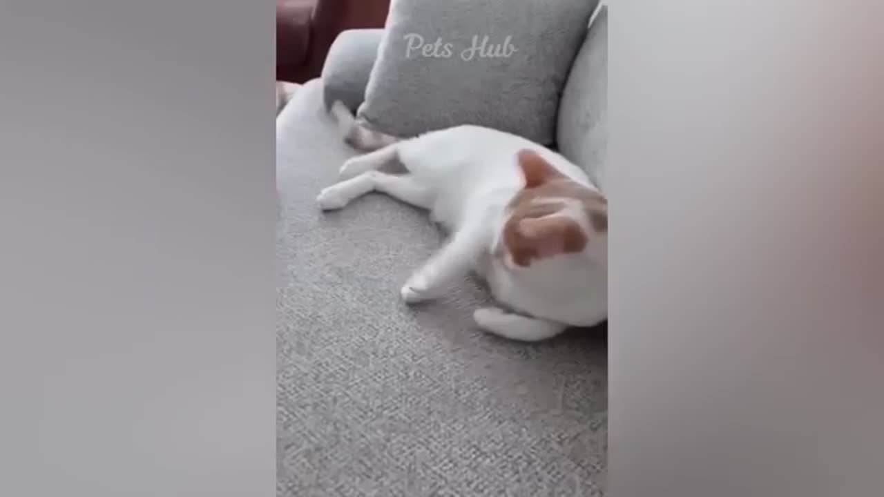 Funny Animal video