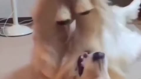 Cute dog video 🐶🐕