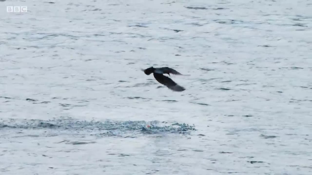 Puffin Hunts Fish To Feed Puffling