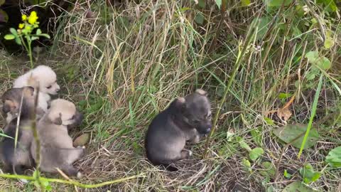 Abandoned Puppies after meeting with us got a new home!