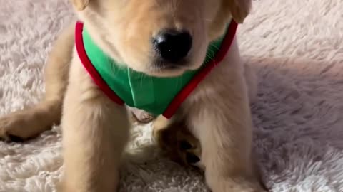 Puppy Santa!