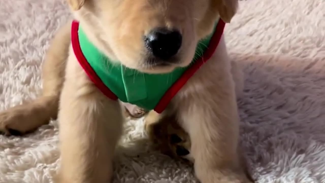 Puppy Santa!