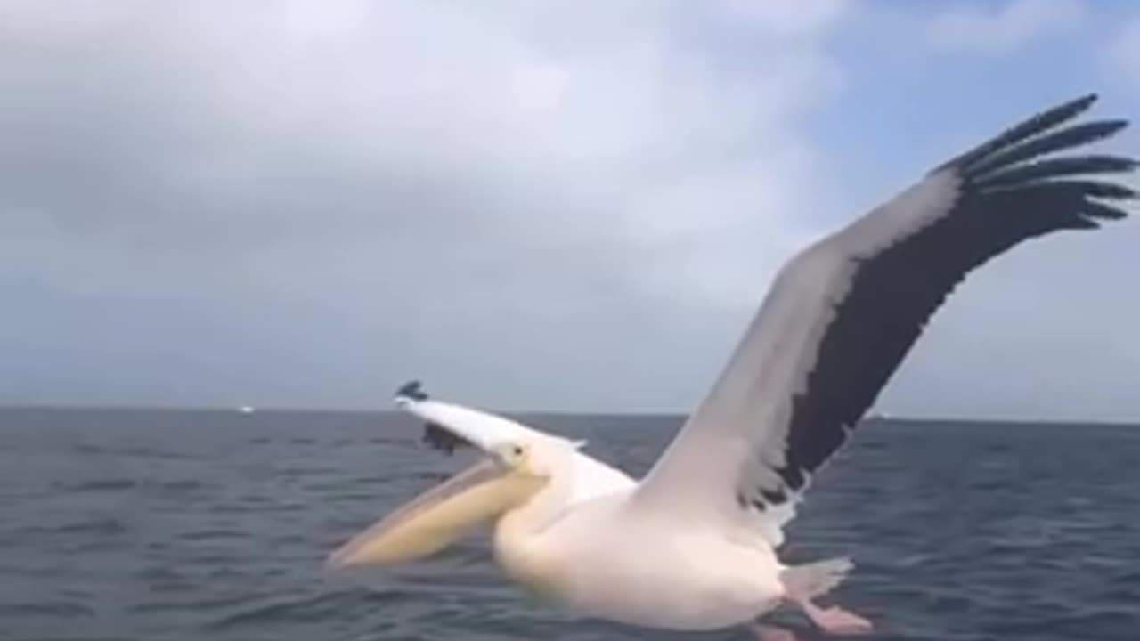 Pelican playing catch