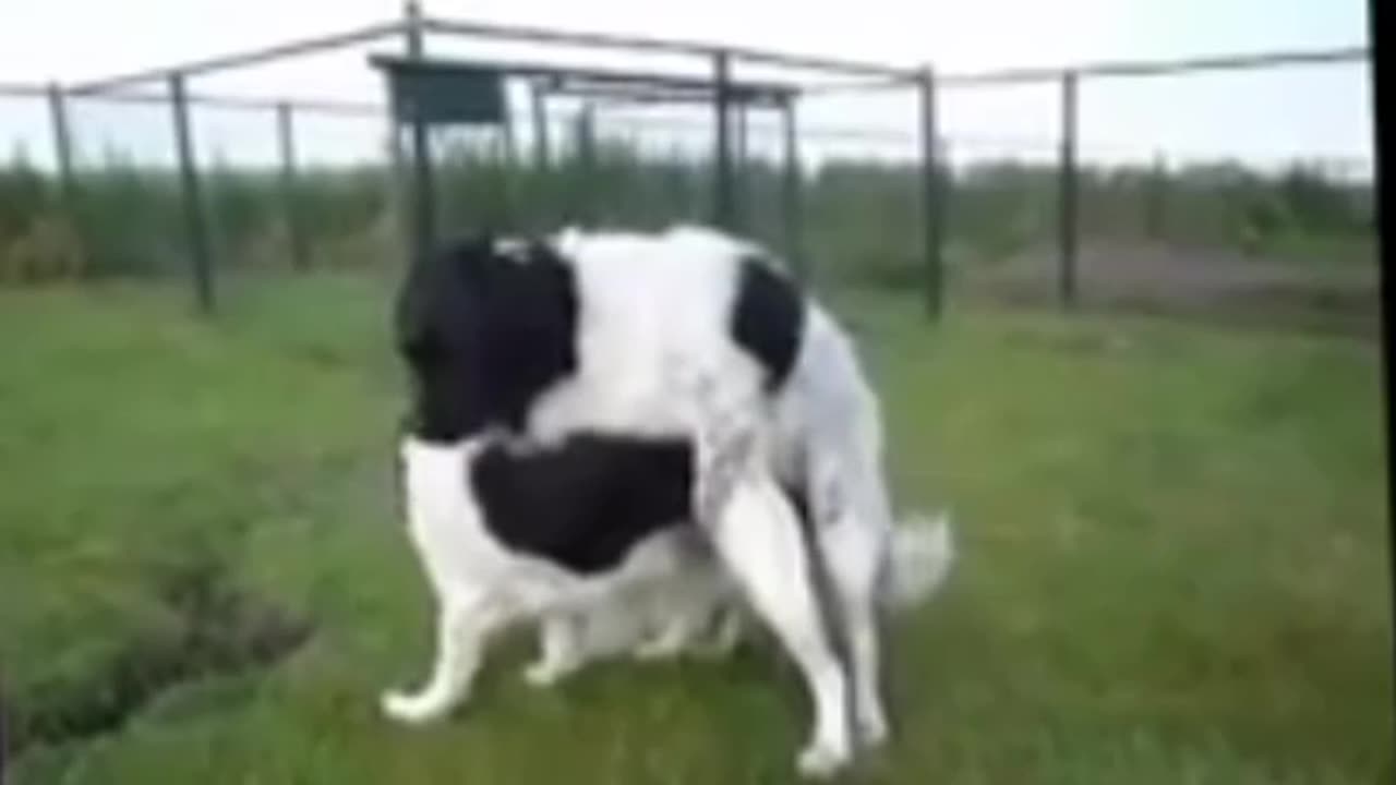 Animal Mating ★ Dogs Mating dog Breeding ★ Best Dog mating